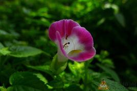 昨日之花,岁月流转中的美好瞬间